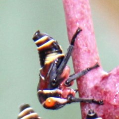 Eurymeloides punctata (Gumtree hopper) at Throsby, ACT - 12 Dec 2020 by davobj