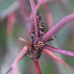 Eurymeloides punctata at Throsby, ACT - 13 Dec 2020