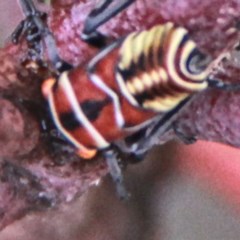 Eurymeloides punctata at Throsby, ACT - 13 Dec 2020