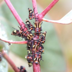 Eurymeloides punctata at Throsby, ACT - 13 Dec 2020