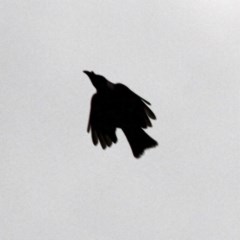 Philemon corniculatus (Noisy Friarbird) at Throsby, ACT - 12 Dec 2020 by davobj