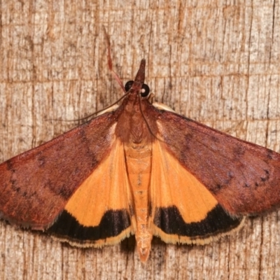 Uresiphita ornithopteralis (Tree Lucerne Moth) at Melba, ACT - 16 Nov 2020 by kasiaaus