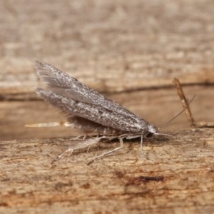 Pseudotheta syrtica at Melba, ACT - 16 Nov 2020