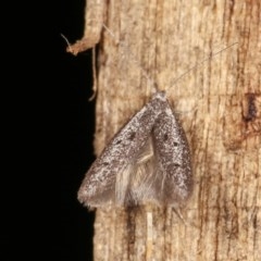 Pseudotheta syrtica at Melba, ACT - 16 Nov 2020 11:36 PM