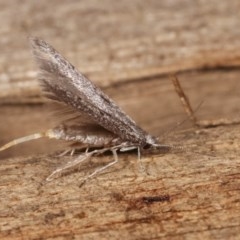 Pseudotheta syrtica at Melba, ACT - 16 Nov 2020