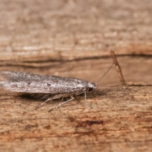 Pseudotheta syrtica at Melba, ACT - 16 Nov 2020 11:36 PM