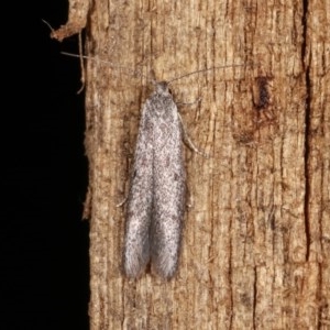 Pseudotheta syrtica at Melba, ACT - 16 Nov 2020