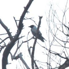 Coracina novaehollandiae (Black-faced Cuckooshrike) at Throsby, ACT - 12 Dec 2020 by davobj