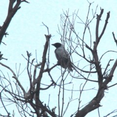 Coracina novaehollandiae at Throsby, ACT - 13 Dec 2020