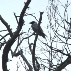 Coracina novaehollandiae at Throsby, ACT - 13 Dec 2020