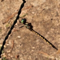 Hemicordulia australiae (Australian Emerald) at Watson, ACT - 3 Dec 2020 by Sarah2019