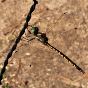 Hemicordulia australiae at Watson, ACT - suppressed