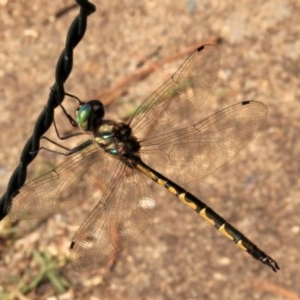 Hemicordulia australiae at Watson, ACT - suppressed