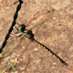 Hemicordulia australiae at Watson, ACT - 3 Dec 2020