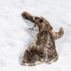 Scenedra decoratalis (A Pyralid moth) at Melba, ACT - 16 Nov 2020 by kasiaaus