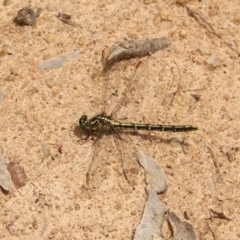 Austrogomphus guerini (Yellow-striped Hunter) at Namadgi National Park - 12 Dec 2020 by Sarah2019