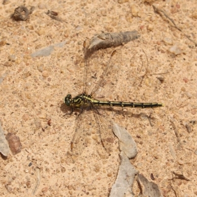 Austrogomphus guerini (Yellow-striped Hunter) at Mount Clear, ACT - 12 Dec 2020 by Sarah2019