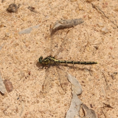 Austrogomphus guerini (Yellow-striped Hunter) at Namadgi National Park - 12 Dec 2020 by Sarah2019