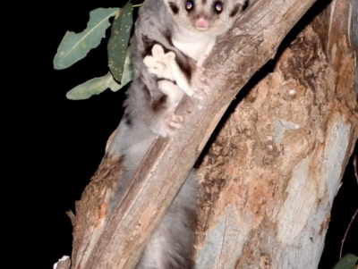 Petaurus norfolcensis (Squirrel Glider) at Splitters Creek, NSW - 11 Dec 2020 by WingsToWander