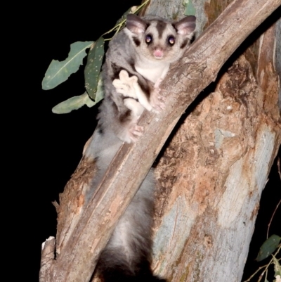 Petaurus norfolcensis (Squirrel Glider) at Wonga Wetlands - 11 Dec 2020 by WingsToWander