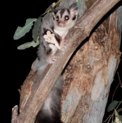 Petaurus norfolcensis at Splitters Creek, NSW - 11 Dec 2020 10:42 PM