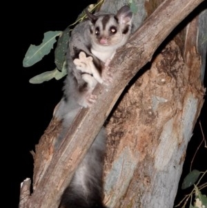 Petaurus norfolcensis at Splitters Creek, NSW - 11 Dec 2020