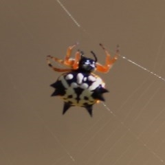 Austracantha minax (Christmas Spider, Jewel Spider) at Wodonga - 12 Dec 2020 by Kyliegw