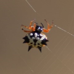 Austracantha minax (Christmas Spider, Jewel Spider) at Wodonga, VIC - 12 Dec 2020 by Kyliegw