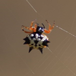 Austracantha minax at WREN Reserves - 13 Dec 2020 08:30 AM