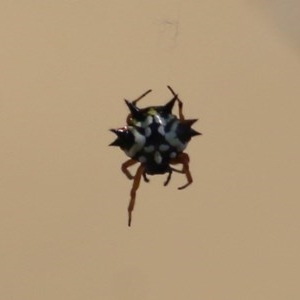 Austracantha minax at WREN Reserves - 13 Dec 2020