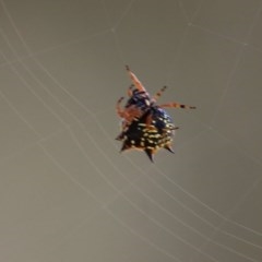 Austracantha minax at WREN Reserves - 13 Dec 2020 08:30 AM