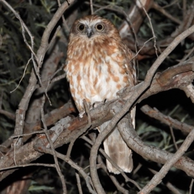 Ninox boobook (Southern Boobook) at Wonga Wetlands - 11 Dec 2020 by WingsToWander