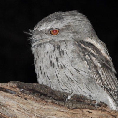 Podargus strigoides (Tawny Frogmouth) at Albury - 11 Dec 2020 by WingsToWander