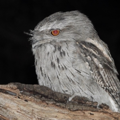 Podargus strigoides (Tawny Frogmouth) at Wonga Wetlands - 11 Dec 2020 by WingsToWander