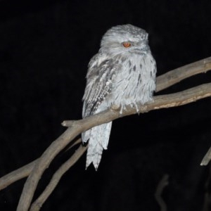 Podargus strigoides at Splitters Creek, NSW - 11 Dec 2020