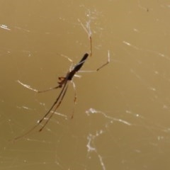 Tetragnatha sp. (genus) (Long-jawed spider) at Wodonga, VIC - 13 Dec 2020 by KylieWaldon