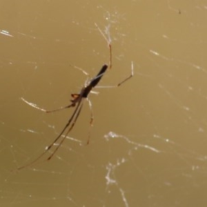 Tetragnatha sp. (genus) at Wodonga, VIC - 13 Dec 2020 09:25 AM