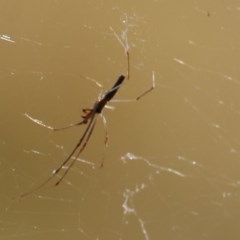 Tetragnatha sp. (genus) (Long-jawed spider) at Wodonga - 12 Dec 2020 by Kyliegw