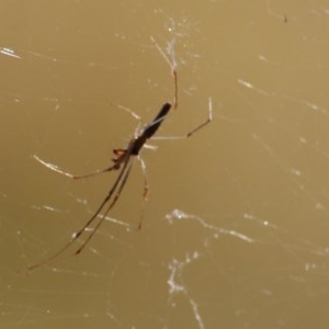Tetragnatha sp. (genus) at Wodonga, VIC - 13 Dec 2020