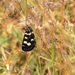 Phalaenoides tristifica (Willow-herb Day-moth) at Mount Clear, ACT - 12 Dec 2020 by Sarah2019