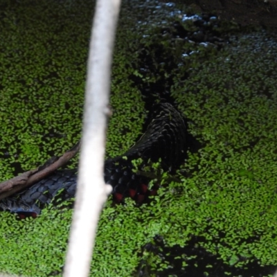 Pseudechis porphyriacus (Red-bellied Black Snake) at Wonga Wetlands - 11 Dec 2020 by WingsToWander
