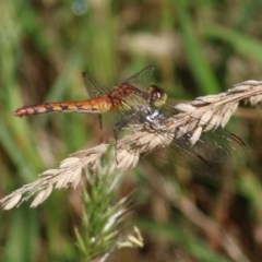 Diplacodes melanopsis (Black-faced Percher) at Wodonga - 12 Dec 2020 by Kyliegw