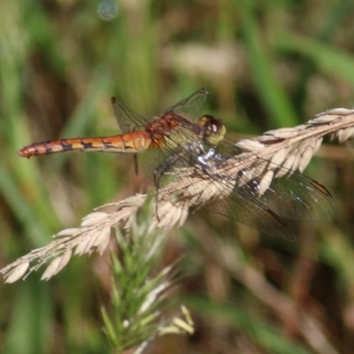 Diplacodes melanopsis (Black-faced Percher) at WREN Reserves - 13 Dec 2020 by Kyliegw