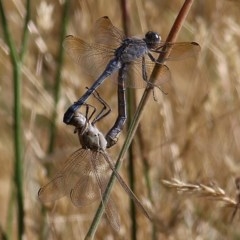 Orthetrum caledonicum (Blue Skimmer) at Wodonga, VIC - 13 Dec 2020 by KylieWaldon