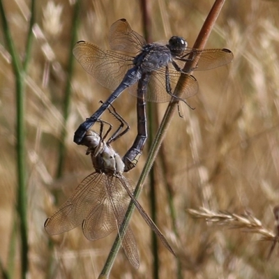 Orthetrum caledonicum (Blue Skimmer) at Wodonga, VIC - 12 Dec 2020 by Kyliegw