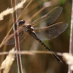 Hemicordulia tau at Wodonga, VIC - 13 Dec 2020 09:30 AM