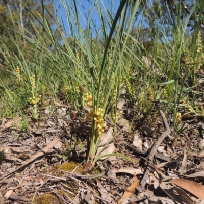 Lomandra filiformis subsp. coriacea (Wattle Matrush) at Tuggeranong Hill - 3 Nov 2020 by michaelb