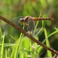 Diplacodes melanopsis (Black-faced Percher) at WREN Reserves - 13 Dec 2020 by KylieWaldon