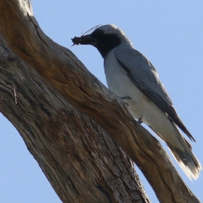 Coracina novaehollandiae (Black-faced Cuckooshrike) at Wodonga, VIC - 13 Dec 2020 by KylieWaldon