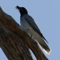 Coracina novaehollandiae at Wodonga, VIC - 13 Dec 2020